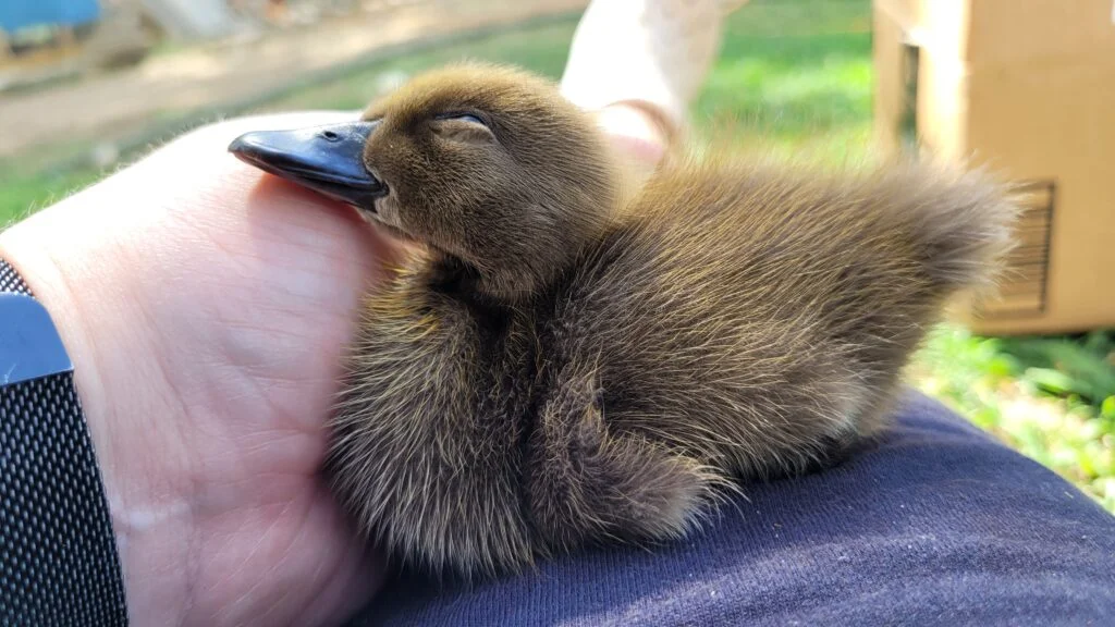 Bonding Time with Duckling