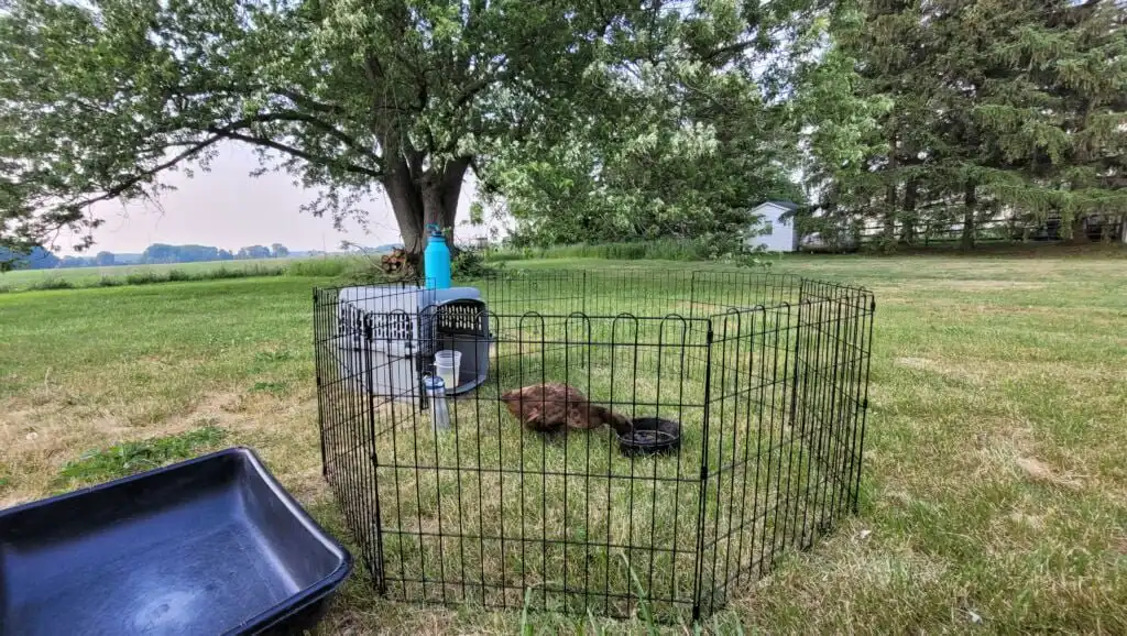 Foldable metal playpen for ducks