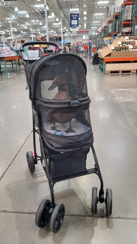 One of the most helpful pet duck accessories is Pet Stollers! Here is our Duck Krümel in her stroller