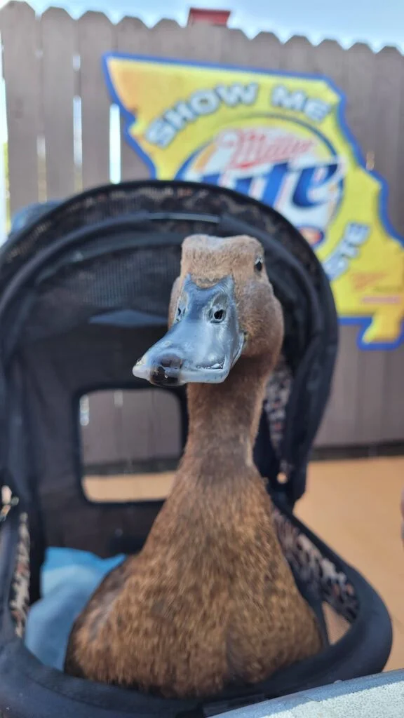 Duck in stroller