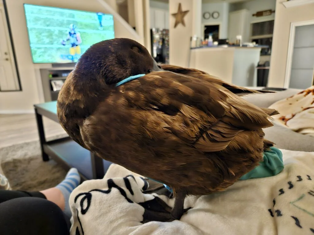 Our Pet Duck, Krümel, is on the Couch with me.