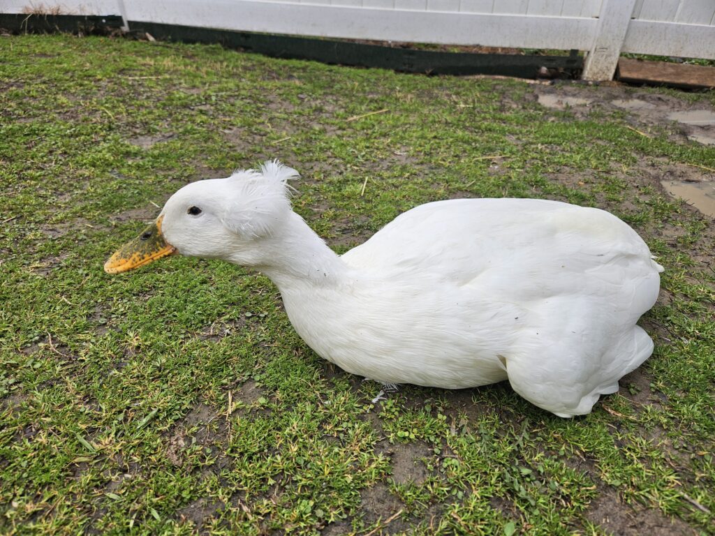 crested duck with neurological issues