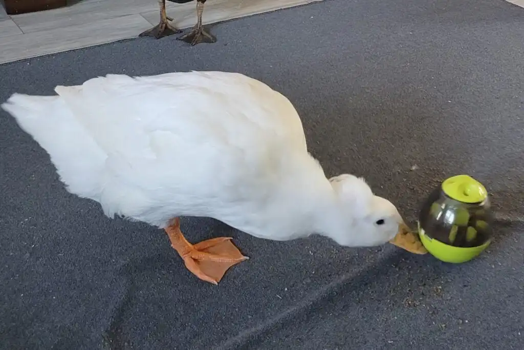 duck playing