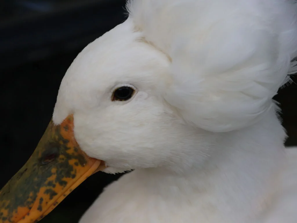 crested duck