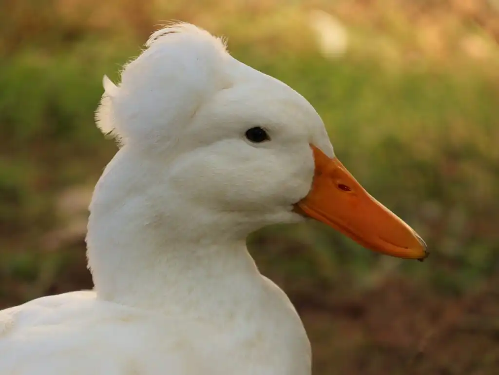 crested duck
