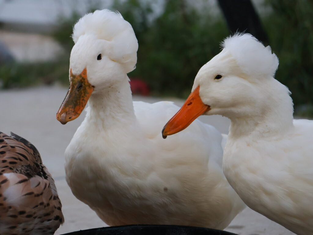 Emma and Schnatterinchen - two white crested ducks