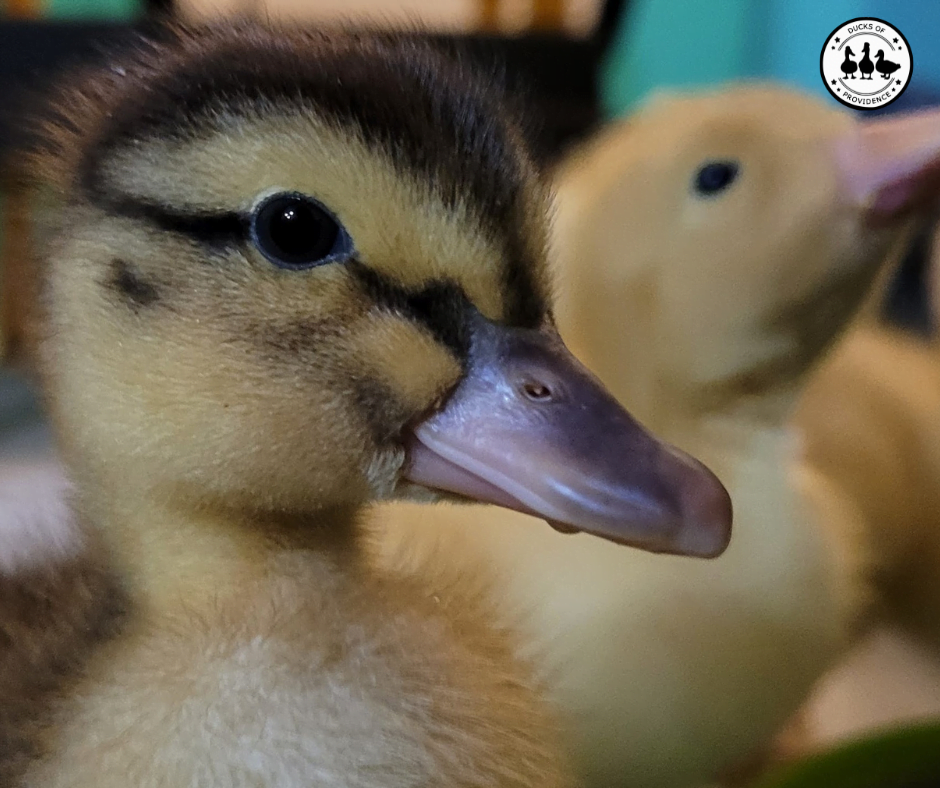 How To Raise Ducklings A Beginners Guide