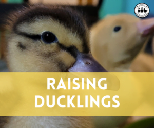 How to Raise Ducklings: A Beginners Guide