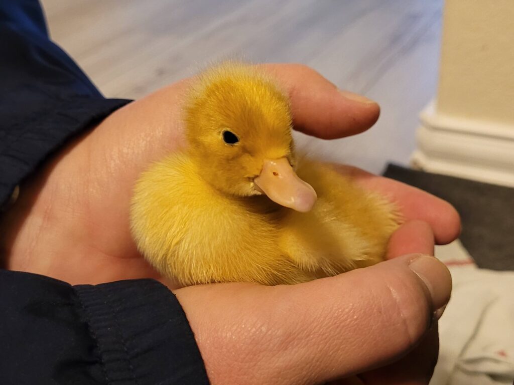 crested duckling