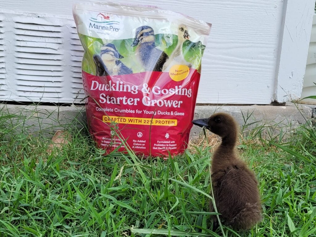 Ducklings have different nutritional needs than adult ducks.