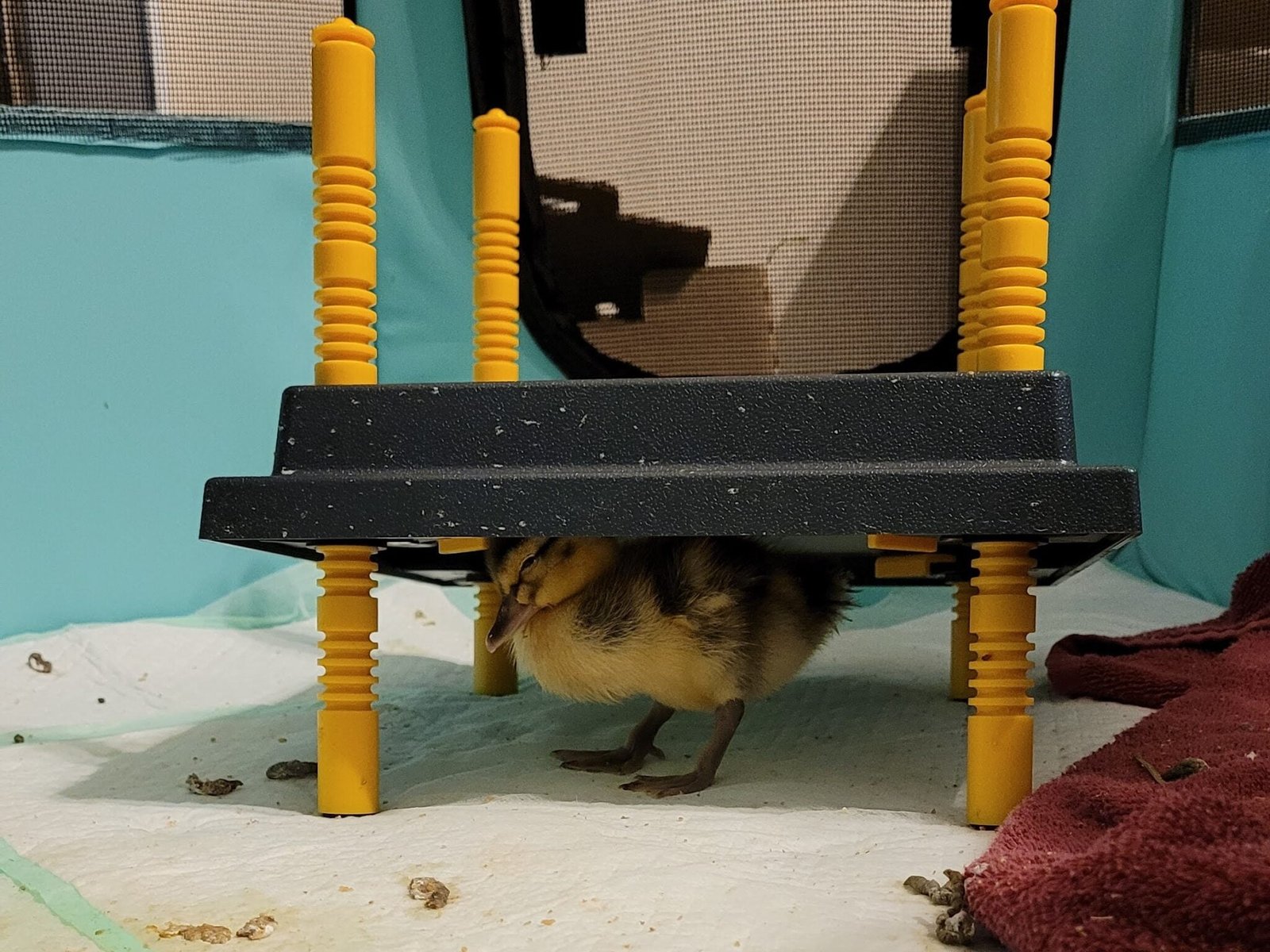 How to Raise Ducklings A Beginners Guide