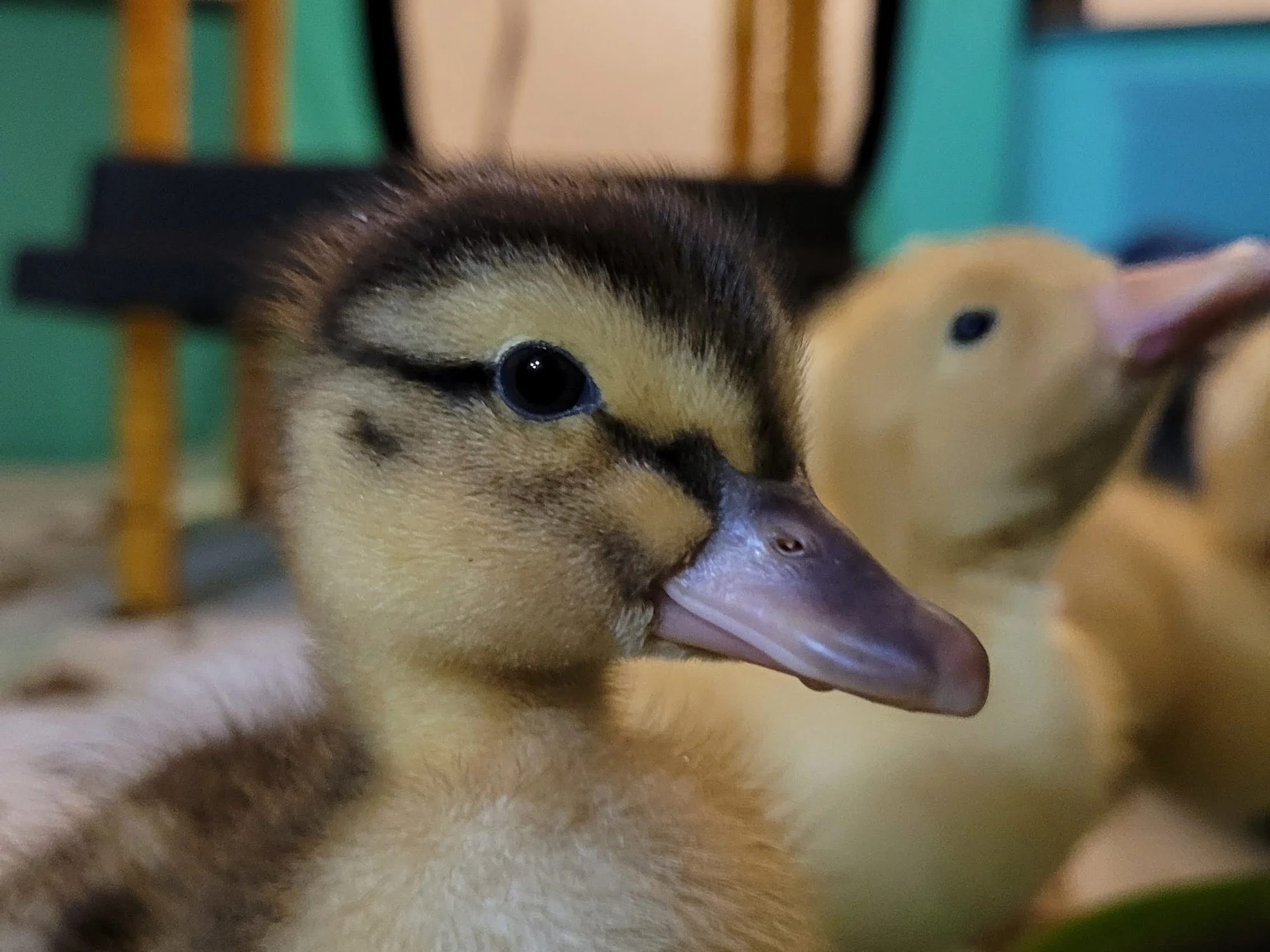 Water is essential for ducks