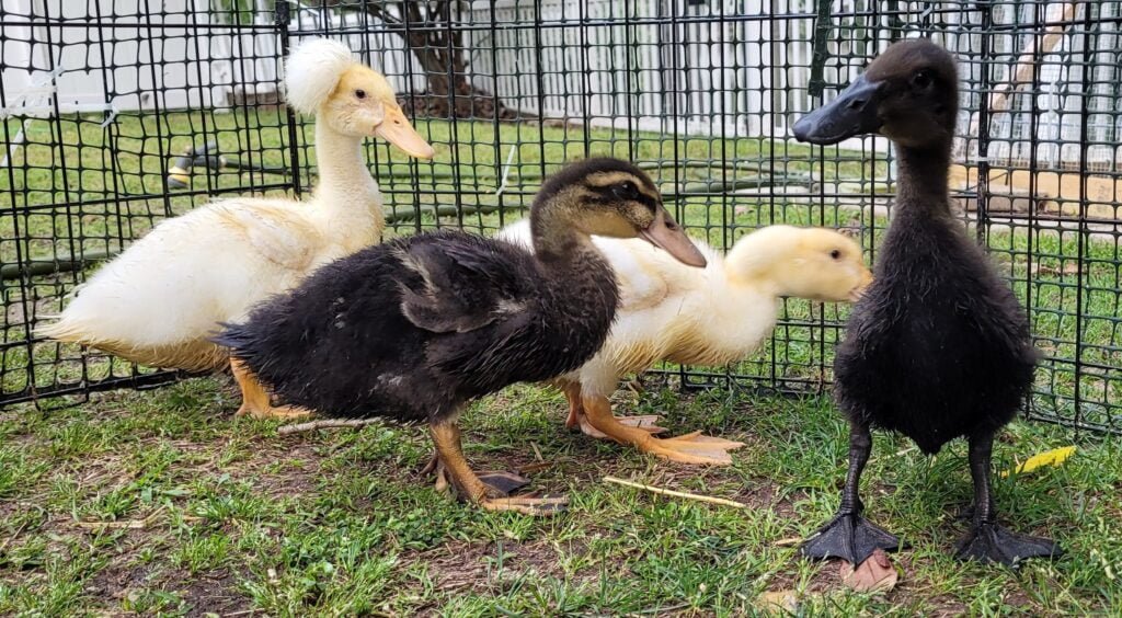 How to Raise Ducklings: A Beginners Guide