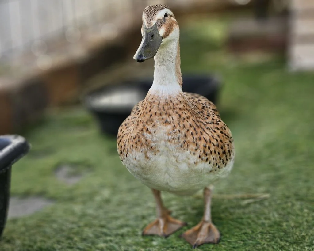 Welch Harlequin Duck