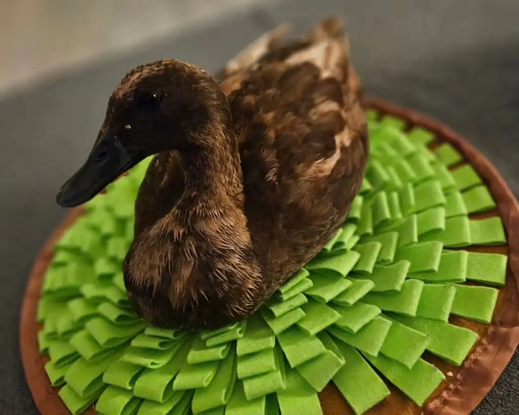 Toys for ducks - like this snuffle mat - keep pet ducks mentally stimulated.