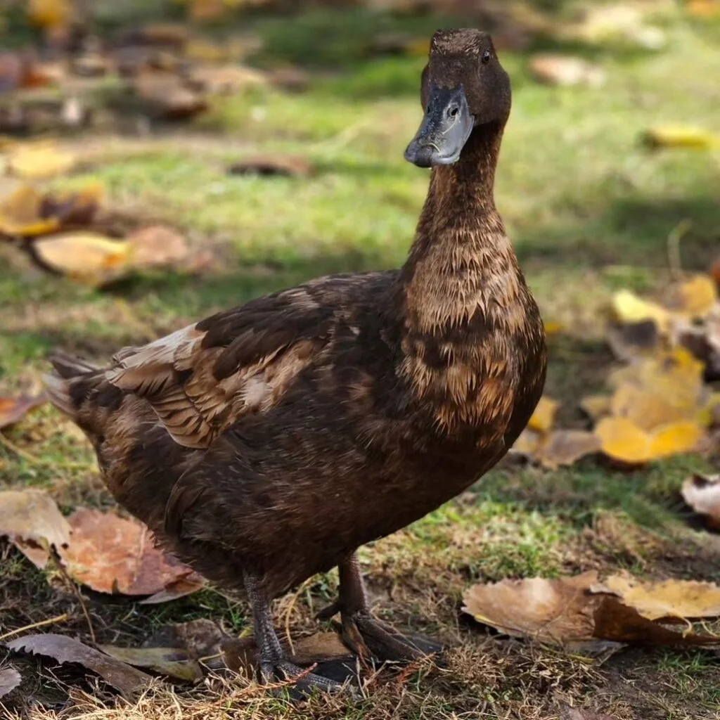 Krümel - Our Khaki Campbell Duck