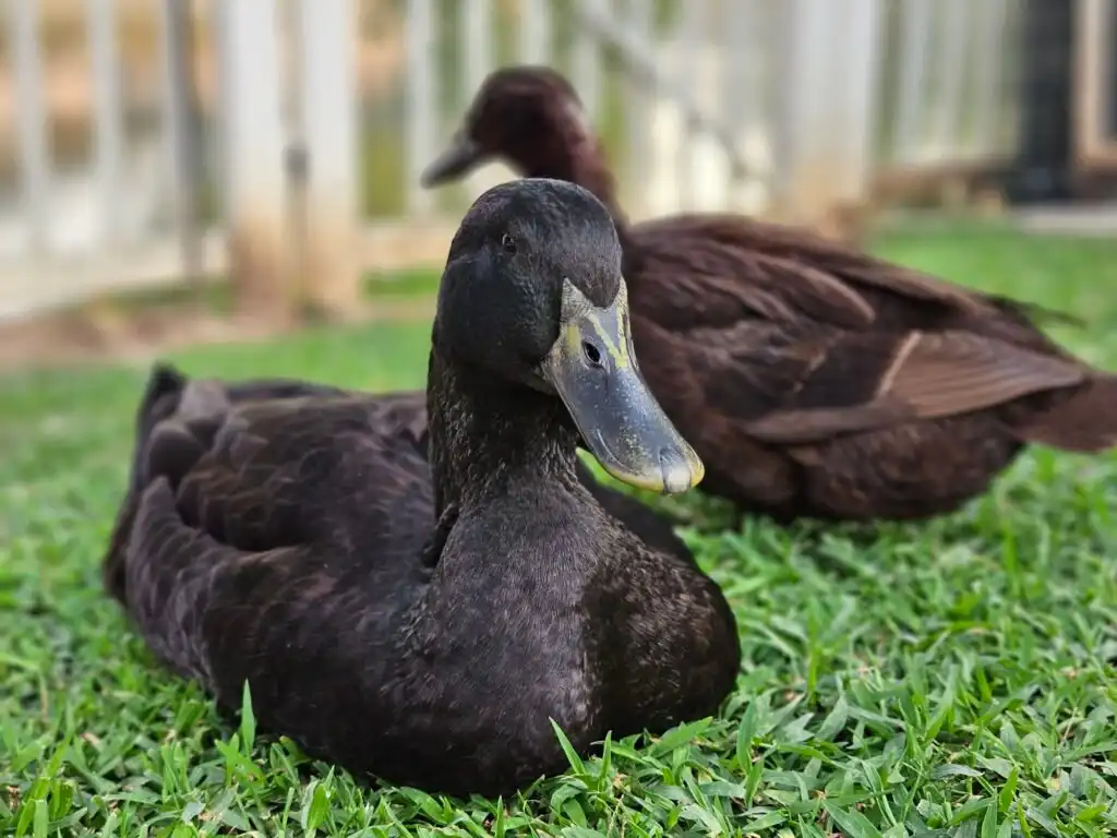 two cayuga ducks