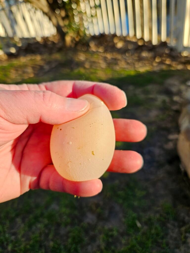 soft-shelled eggs in ducks