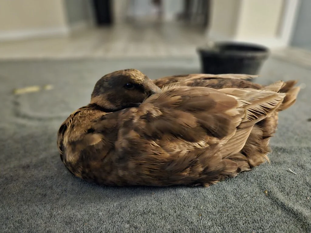 A pet duck indoors sleeping on the floor inside the house