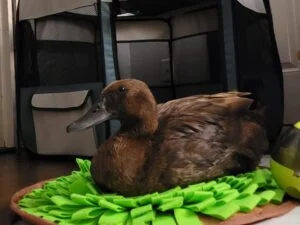 Valuable Items for Pet Ducks