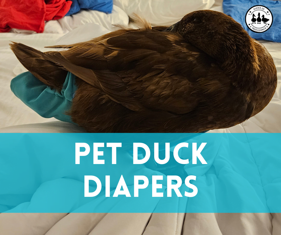 Everything You Need to Know About Duck Diapers