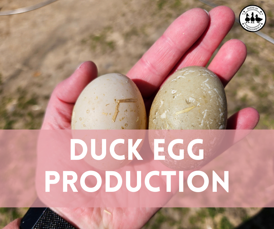 How Often Do Ducks Lay Eggs? Breaking Down Duck Egg Production and More