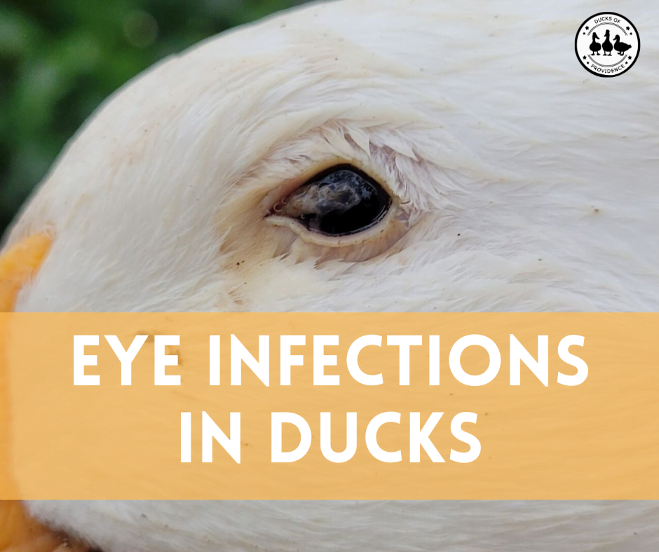 Understanding and Managing Eye Infections in Ducks