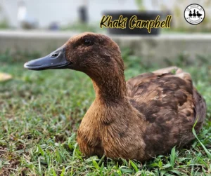 Khaki Campbell Duck Breed