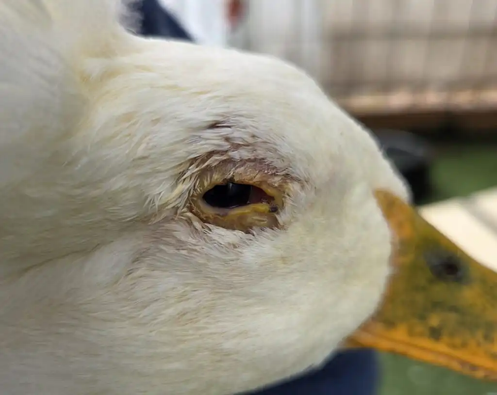 duck eye infection