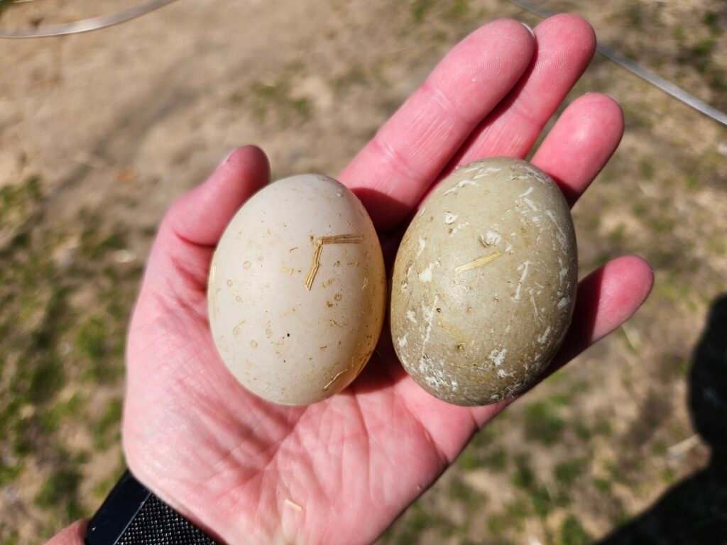 Duck Eggs