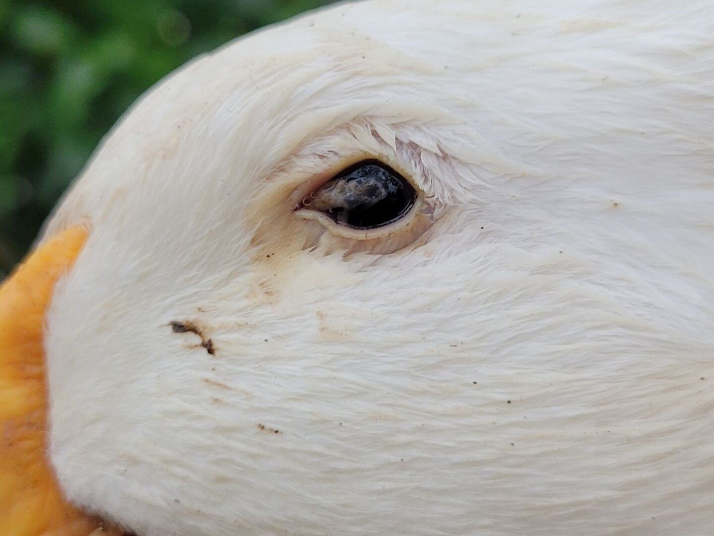 Understanding and Managing Eye Infections in Ducks