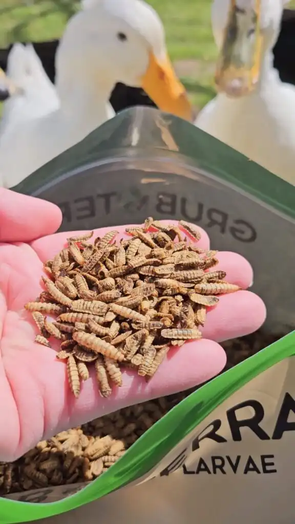 GrubTerra Black Soldier Fly Larvae