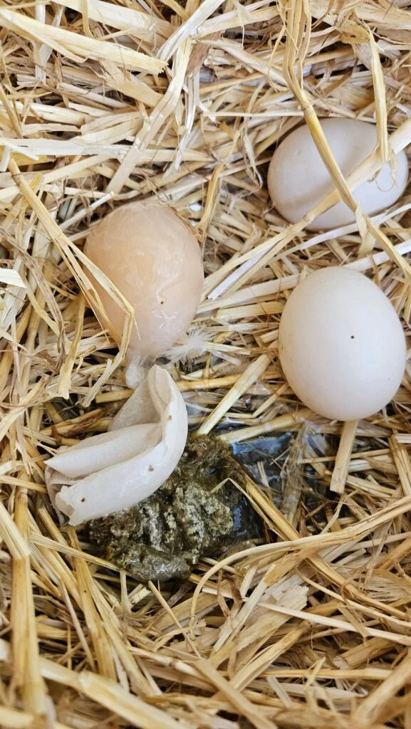 soft shelled duck eggs
