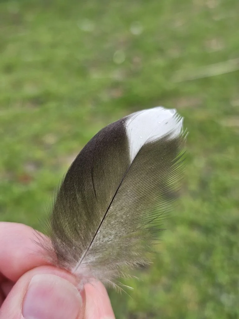 Duck Feather
