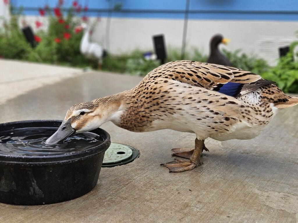 Water is essential for ducks