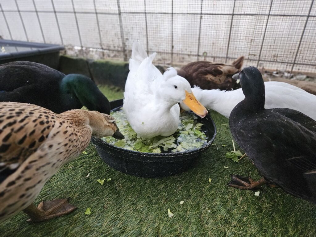 Pet Duck Food and Feeding Ducks