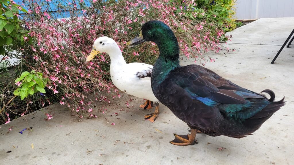 Our black Cayuga drake with his distinct curly drake feather.