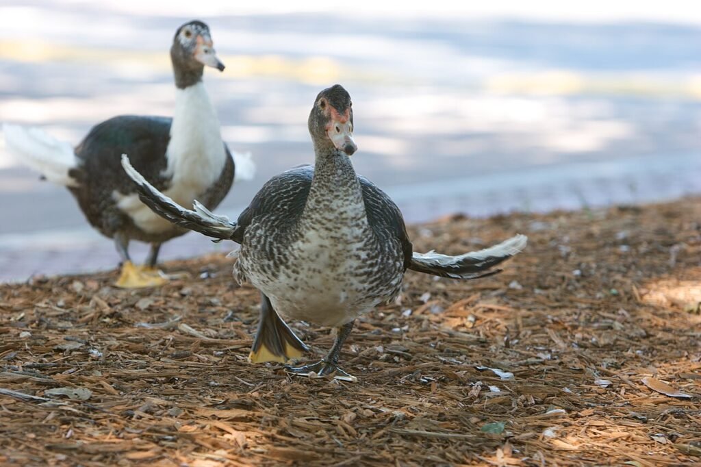 Ducks with Angel Wing