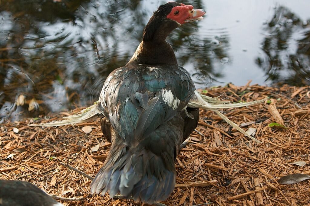 A Muscovy Duck with Angel Wing from [2] CC BY-SA 3.0