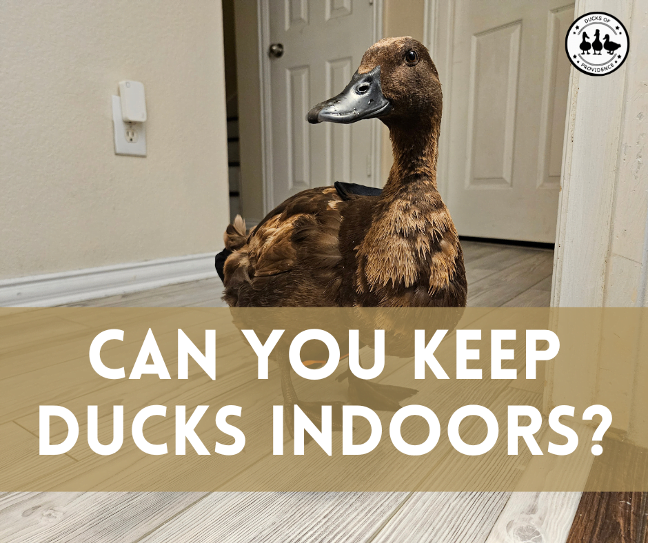 Can You keep ducks indoors