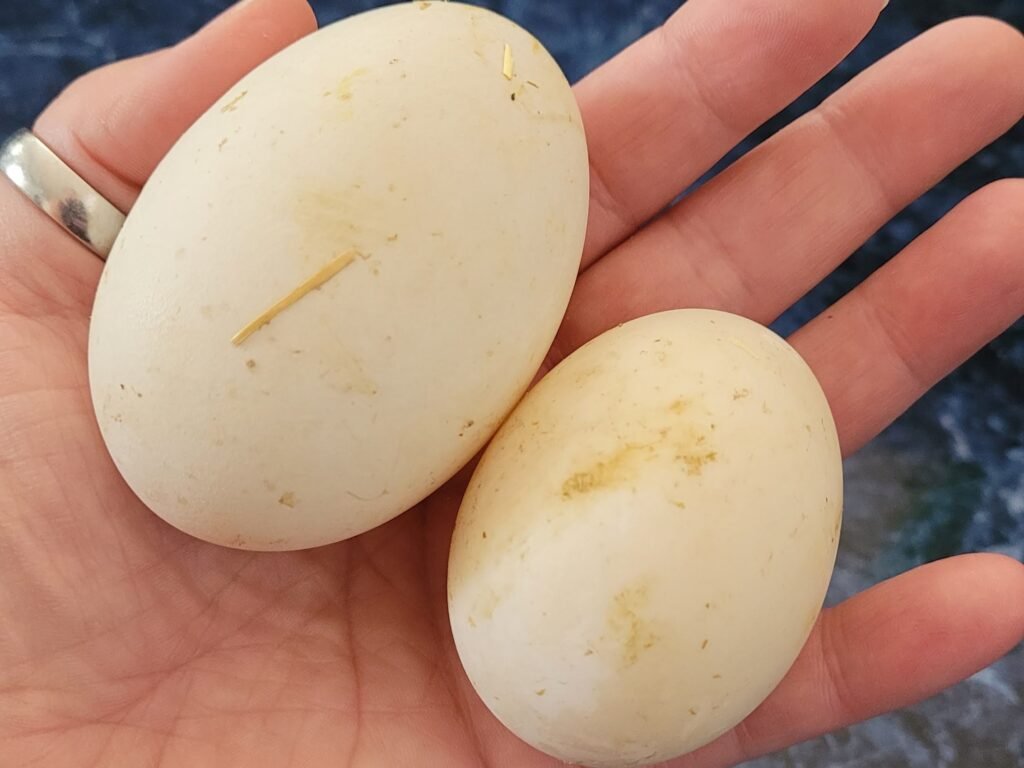 Duck Egg vs Chicken Egg size comparison