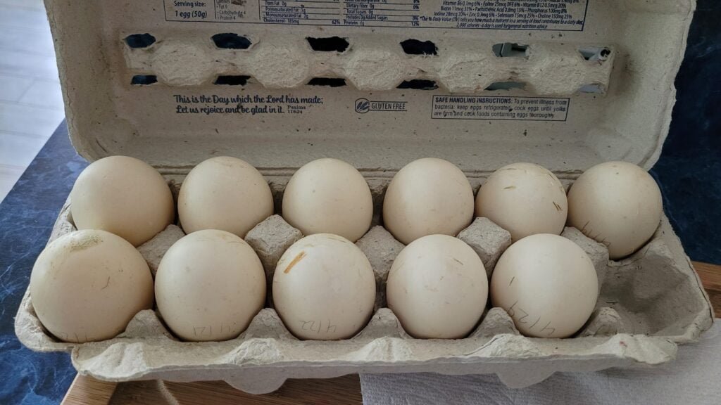 Duck Eggs in Egg Carton