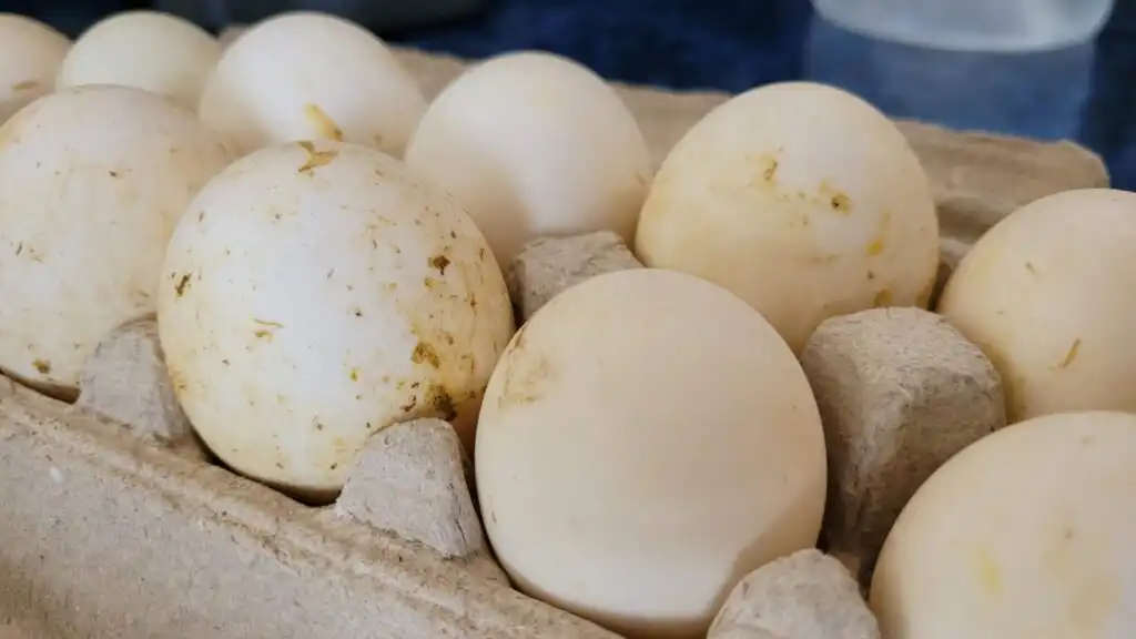 Duck Eggs in Egg Carton