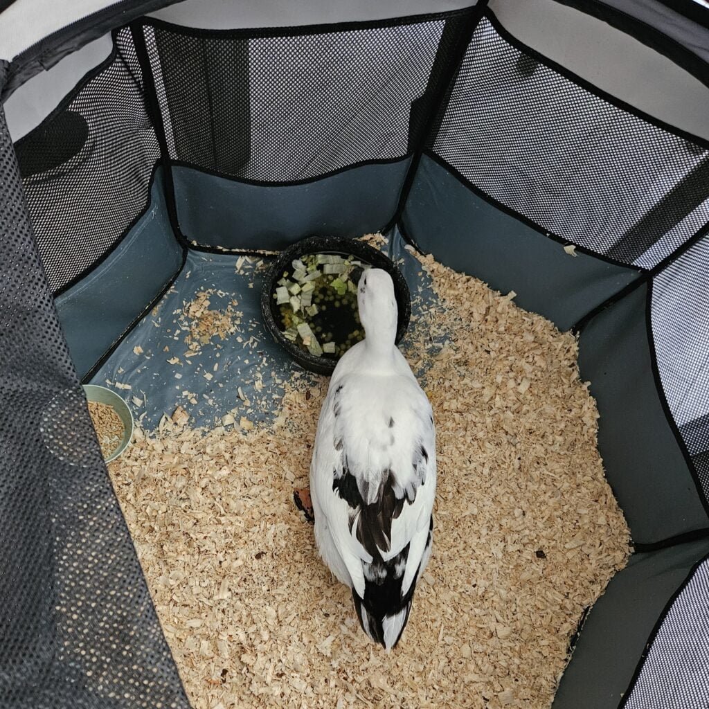 duck in playpen