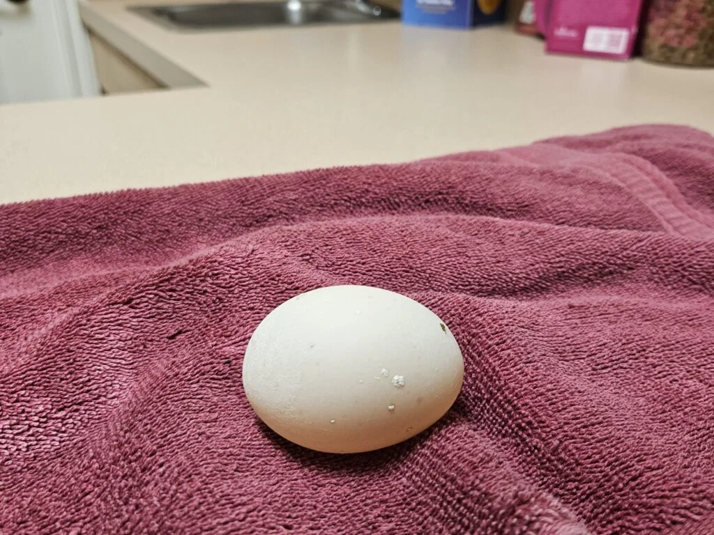 the egg that was stuck inside our Duck Penny