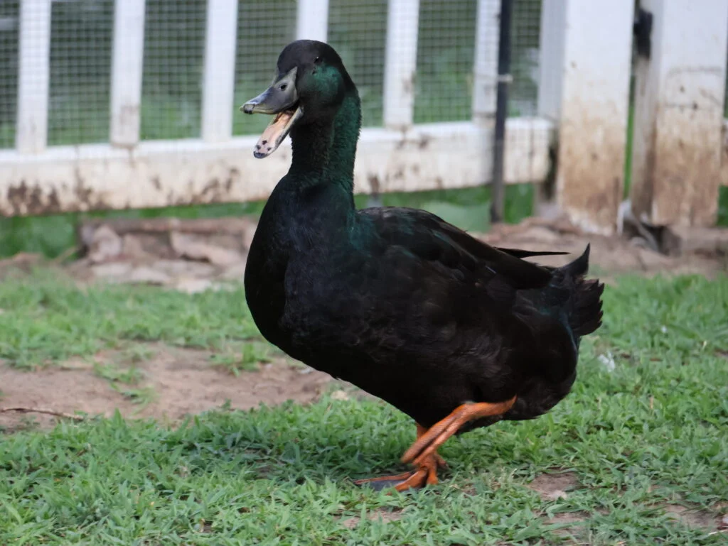 A male cayuga duck quacking