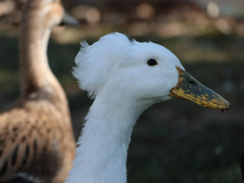 Female duck with bill freckles