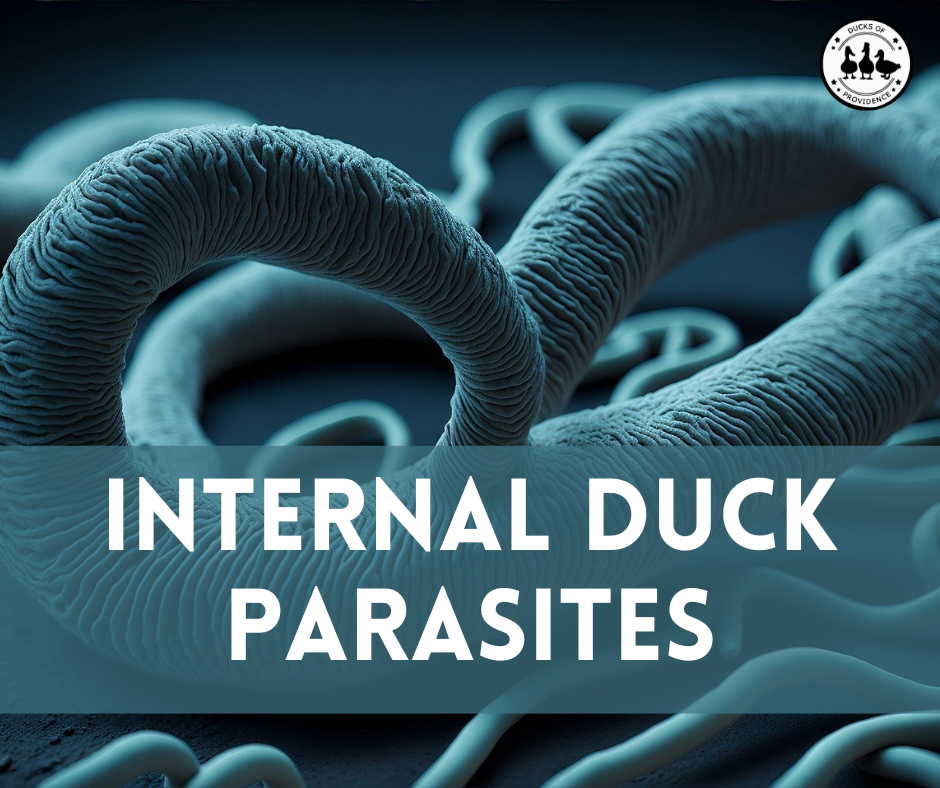 8 Internal Duck Parasites You Should Be Aware Of - Animal Favorite Foods