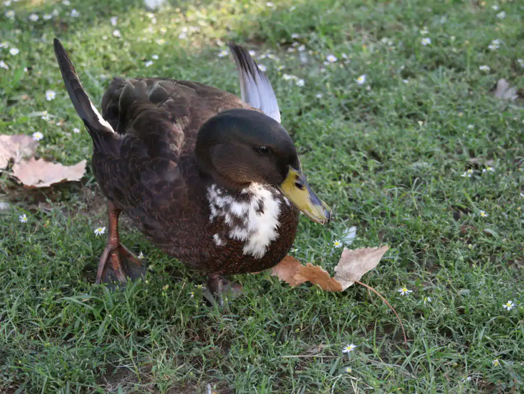 duck with angel wing