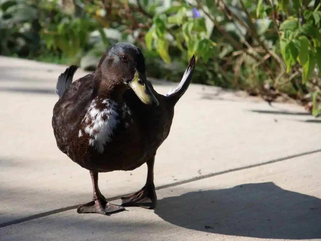 duck with angel wing